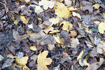 fallen autumn leaves