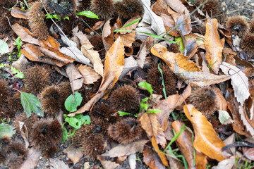 chestnuts on a background,chestnut shells,autumn background