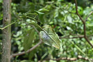 A view of the underside of a chili leaf that is infested with whiteflies
