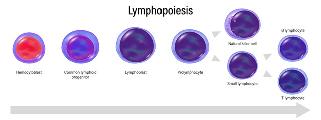 Hematopoiesis. Erythrocyte, Thrombocytes, Basophil, Neutrophil, Eosinophil, Monocyte, Macrophage, NK cell and Lymphocyte. Education chat. Blood cell types. Poster for science use.