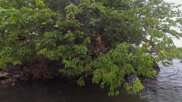 Adorable Spider Monkey stands in tree branches over water, from boat