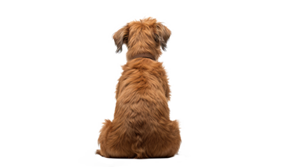 Sitting dog back view. Isolated on Transparent background.