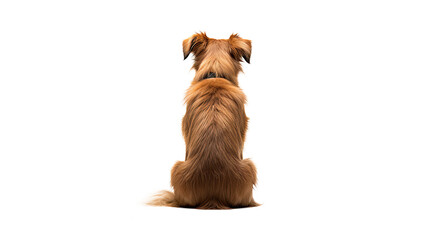 Sitting dog back view. Isolated on Transparent background.