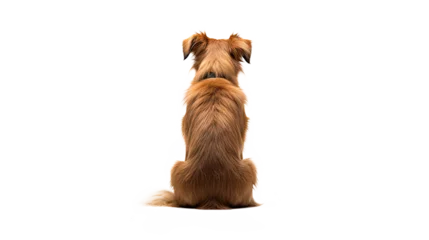 Poster Sitting dog back view. Isolated on Transparent background. ©  Mohammad Xte