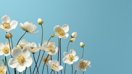 Ornithogalum Umbellatum Iii, HD, Background Wallpaper, Desktop Wallpaper 