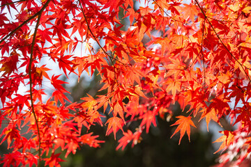 鮮やかに色づく紅葉