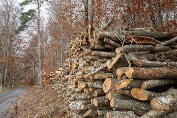 logging, cubic meters of wood, logs in the forest