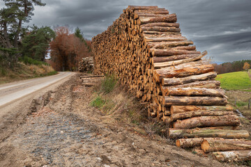 logging, cubic meters of wood, logs in the forest