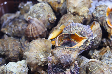 Close up of fresh oysters on display in a seafood market.