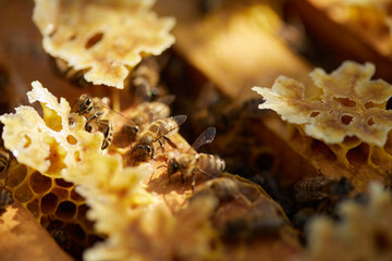 Bees sit on a frame with honeycombs and honey and fly around the hives on the background of a green...
