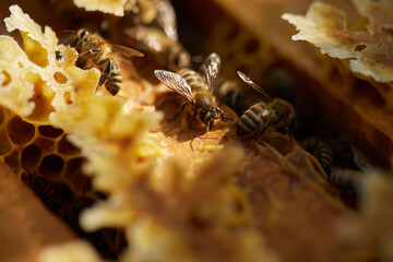 Bees sit on a frame with honeycombs and honey and fly around the hives on the background of a green garden in summer.