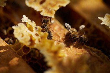 Bees sit on a frame with honeycombs and honey and fly around the hives on the background of a green garden in summer.