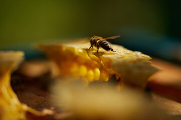 Bees sit on a frame with honeycombs and honey and fly around the hives on the background of a green garden in summer.