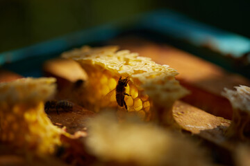 Bees sit on a frame with honeycombs and honey and fly around the hives on the background of a green...