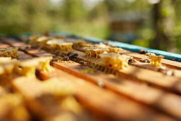Bees sit on a frame with honeycombs and honey and fly around the hives on the background of a green...