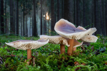 Edible wild mushrooms The Butter Cap (Rhodocollybia butyracea) in coniferous forest with sunlight at sunset
