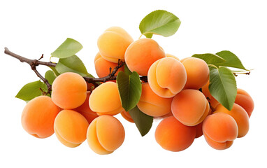A Realistic Image Immersing You in the Juicy Sweetness of a Fresh Apricot on White or PNG Transparent Background