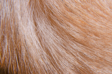 Pattern details of lines of brown dog fur close up