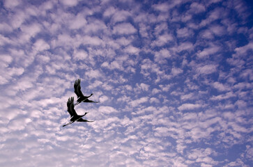 Couple cranes fly in fluffy clouds in evening