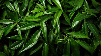 Green Plants Pattern Leaf Like Bamboo, HD, Background Wallpaper, Desktop Wallpaper 