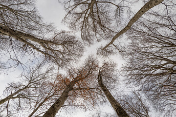 orest, trees in low angle, beautiful nature photo