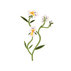 Heartsease, wildflower branch. Wild pansy, field flower. Viola tricolor, floral plant. Gentle delicate fragile blooms. Blossomed hearts ease. Flat vector illustration isolated on white background
