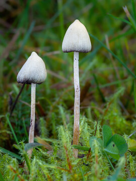 Psilocybin mushrooms Liberty cap mushroom (Psilocybe semilanceata) in grass, known for its hallucinogenic effects.