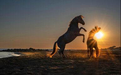 wild horses at sunset, manly games between 2 stallions