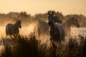 horses galloping in the marshes at sunset