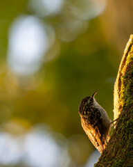 très belle photo d'un grimpereau des jardin sur son arbre à la recherche de nourriture, sous une très belle lumière d'été 