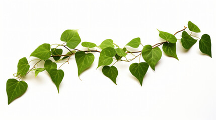 Leaf isolate on white background