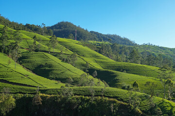 Landscape with tea bushes on the tea plantation on Ceylon island
