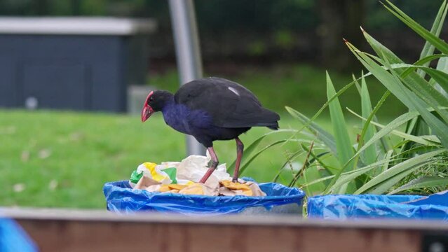 Pukeko bird tries to find food in a rubbish bin in a park in New Zealand