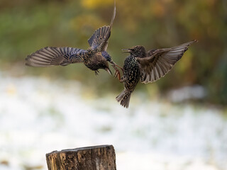 Star (Sturnus vulgaris)