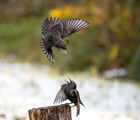 Star (Sturnus vulgaris)
