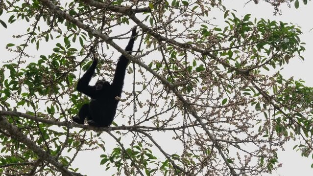 Hanging seen from its back, turns around and spreads its legs across the branch to balance exposing its male genitals, Pileated Gibbon Hylobates pileatus, Thailand