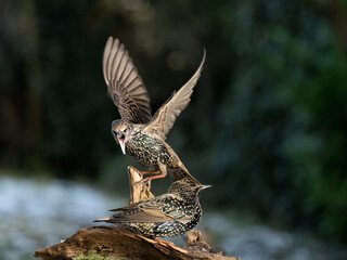 Star (Sturnus vulgaris)