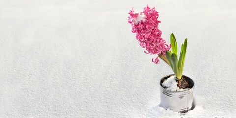 isolated blooming pink hyacinth flowers potted  in the snow