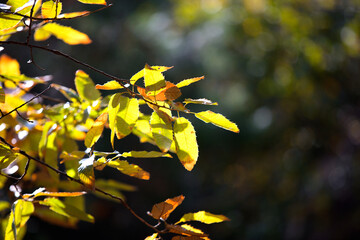 Leaves that gradually turn yellow in autumn