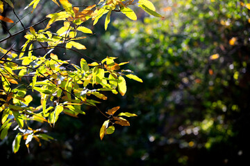 Leaves that gradually turn yellow in autumn