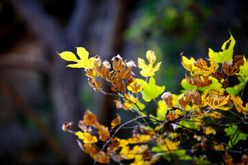 Leaves that gradually turn yellow in autumn