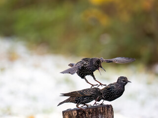 Star (Sturnus vulgaris)