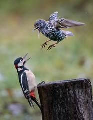 Buntspecht vs Star