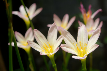 Zephyranthes atamasco, commonly known as atamasco-lily or more commonly rain-lily