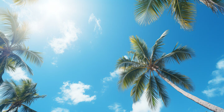 bottom view of the sky and palm trees on a sunny day