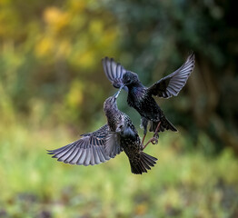 Star (Sturnus vulgaris)