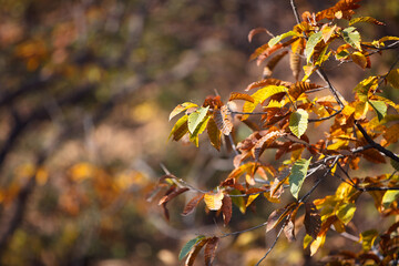 Leaves that turn yellow in autumn