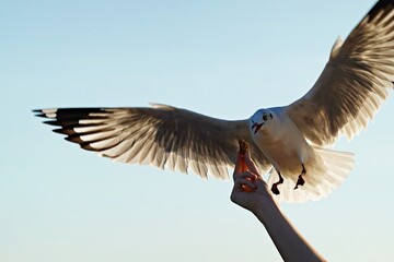 Seagull bird spreading wings flying eat.