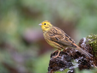 Goldammer (Emberiza citrinella)