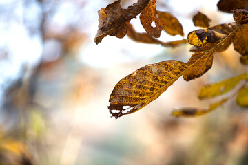 Close up of golden leaves